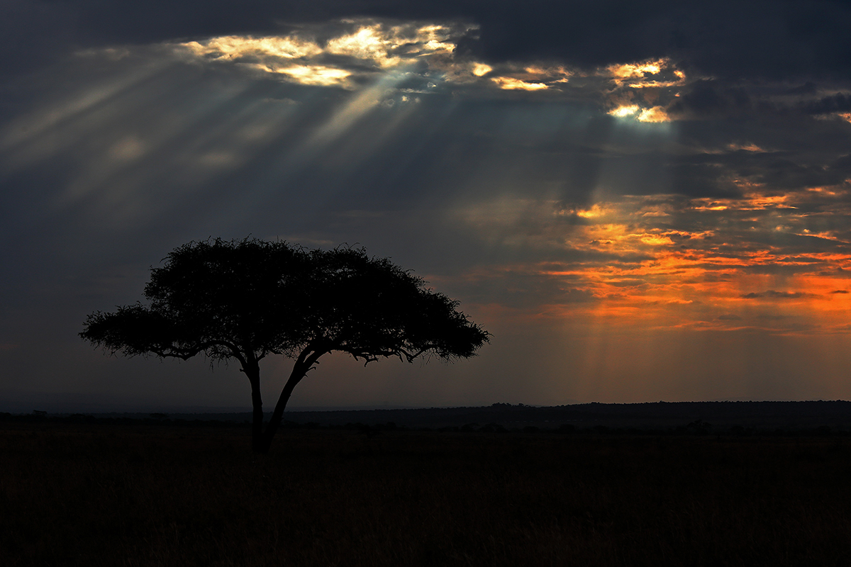 Tanzania sus animales y paisajes Parte II