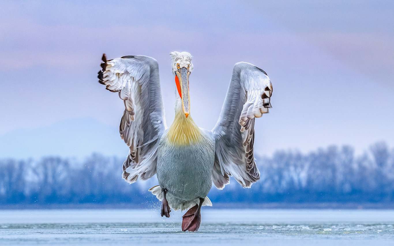 Estas son las fotografías ganadoras del certamen internacional 2019 Bird Photographer of the Year