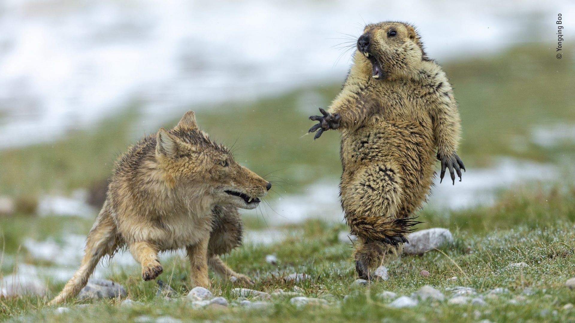 Estos son los ganadores del Wildlife Photographer of the Year 2019