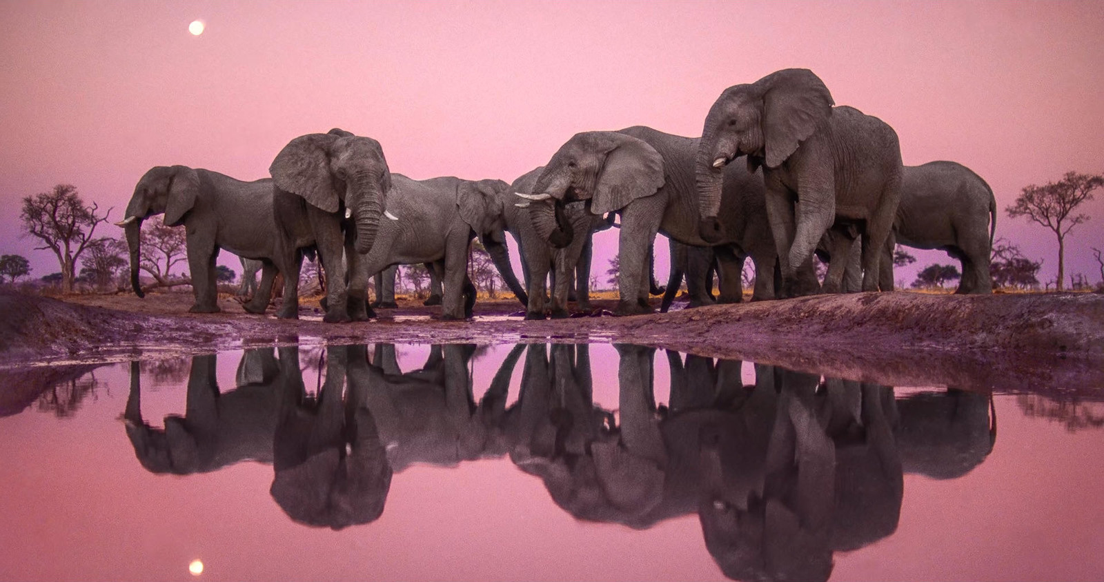 Frans Lanting, el fotógrafo naturalista que se adelantó en la necesidad de reivindicar la conservación de nuestro planeta