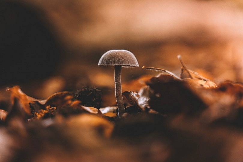 15 Fotos de Setas y Hongos para Inspirarte este Otoño