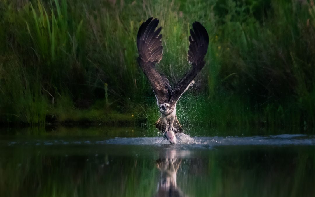 Estas son las sugerentes fotografías de naturaleza ganadoras del concurso 2020 National Parks of United Kingdom