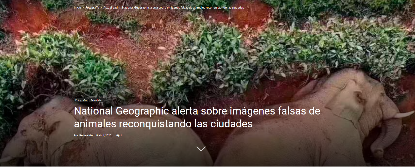 National Geographic alerta sobre imágenes falsas de animales reconquistando las ciudades