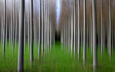 Concurso 1-2026 ICM (Movimiento intencionado de la cámara)