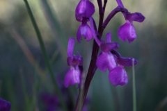TXM5_00920_170423